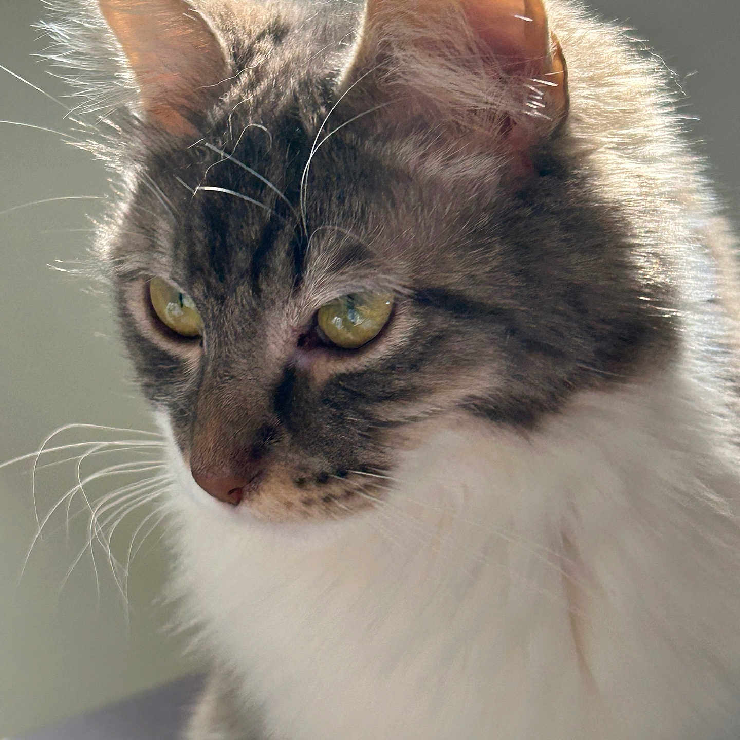 Adèle participe au concours pour gagner de l'argent avec cette photo : animal, calm, cat, close_up, cute, domestic_cat, ears, face, feline, fluffy, fur, indoor, mammal, natural_light, pet, portrait, side_view, soft_focus, whiskers, yellow_eyes