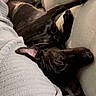 Athena Rayne joined the competition — help win amazing prizes! animal, architecture, blanket, building, canine, couch, cushion, dog, electronics, furniture, homedecor, hound, indoors, linen, livingroom, person, pet, phone, puppy, sleeping