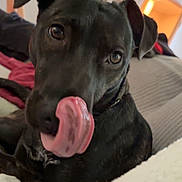 Athena Rayne joined the competition — help win amazing prizes! animal, bed, blanket, bodypart, canine, couch, cushion, dog, furniture, greatdane, homedecor, hound, indoors, labradorretriever, mouth, person, pet, puppy, snout, tongue