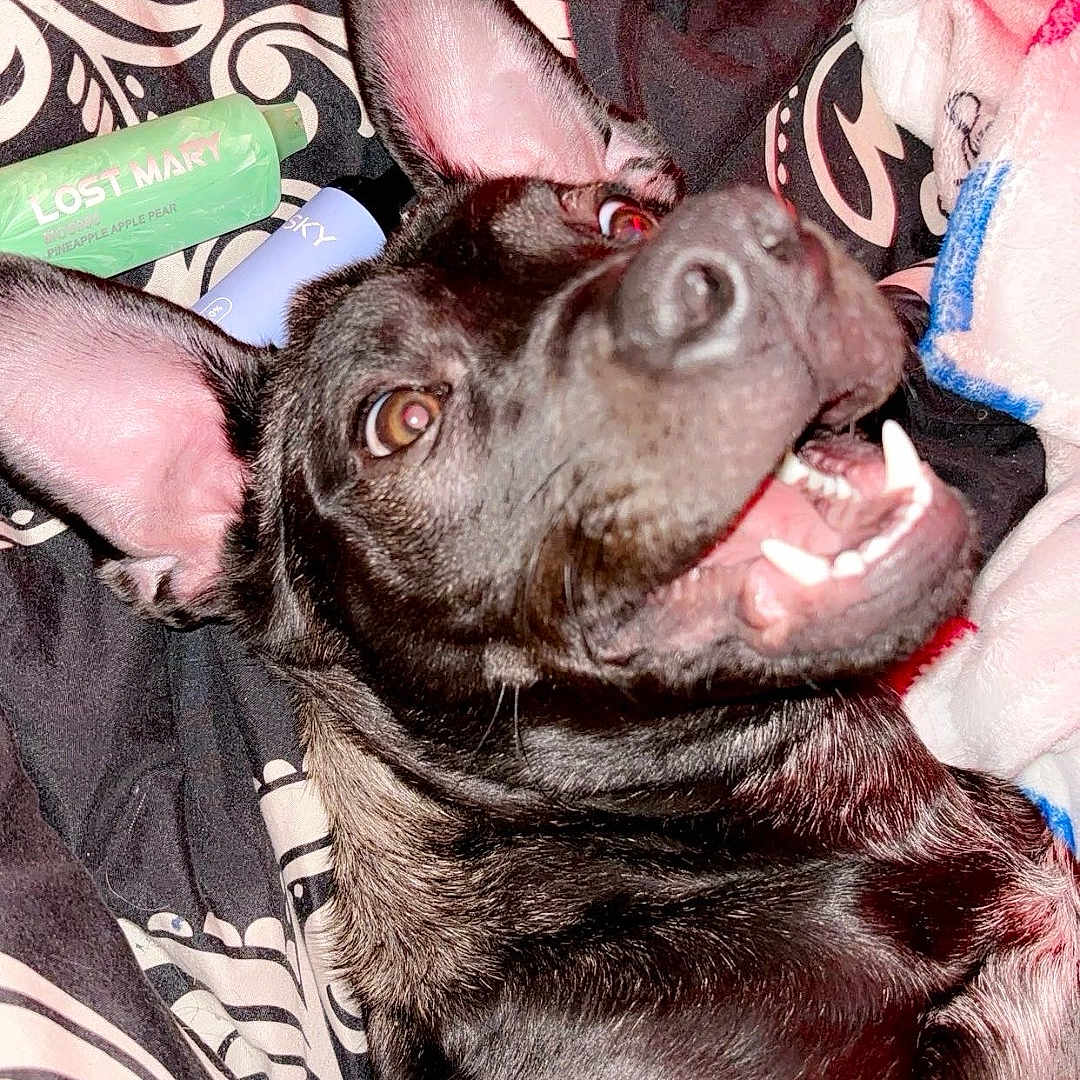 Athena Rayne joined the competition — help win amazing prizes! animal, baby, ball, blanket, bodypart, bulldog, canine, dog, dynamite, face, furniture, head, mouth, person, pet, photography, portrait, puppy, teeth, weapon