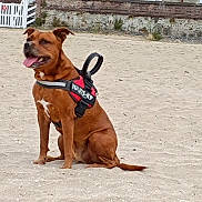 Hercane Et Crunch a rejoint le concours — aidez-le/la à gagner de superbes lots ! dog, brown_dog, sitting, sand, beach, harness, outdoor, tongue_out, pet, canine, animal, happy, leash, fence, wall, daytime, nature, guard_dog, alert, playful