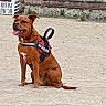 dog, brown_dog, sitting, sand, beach, harness, outdoor, tongue_out, pet, canine, animal, happy, leash, fence, wall, daytime, nature, guard_dog, alert, playful