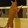 dog, indoor, window, shadow, curious, standing, hind_legs, wooden_floor, night, reflection, ears, tail, pet, animal, canine, alert, looking_out, home, room, furniture
