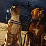 animal, brown_dog, canine, cloudy, dark_sky, dog, dogs, guard, harness, leash, night, outdoor, pavement, pet, side_by_side, sitting, street, streetlight, urban, white_dog