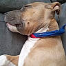 Hercane Et Crunch participe au concours pour gagner de l'argent avec cette photo : dog, sleeping, couch, collar, brown, white, pet, resting, domestic_animal, canine, side_view, indoor, fur, animal, relaxation, closeup, comfort, nap, peaceful, companion