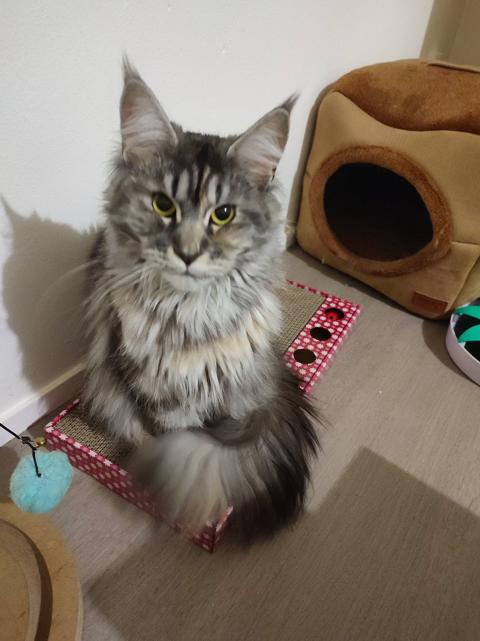 Realy participe au concours pour gagner de l'argent avec cette photo : audio_equipment, box, cardboard, carnivore, cat, domestic_short_haired_cat, felidae, floor, flooring, fur, grey, hardwood, laminate_flooring, paw, shelf, small_to_medium_sized_cats, snout, tail, whiskers, wood