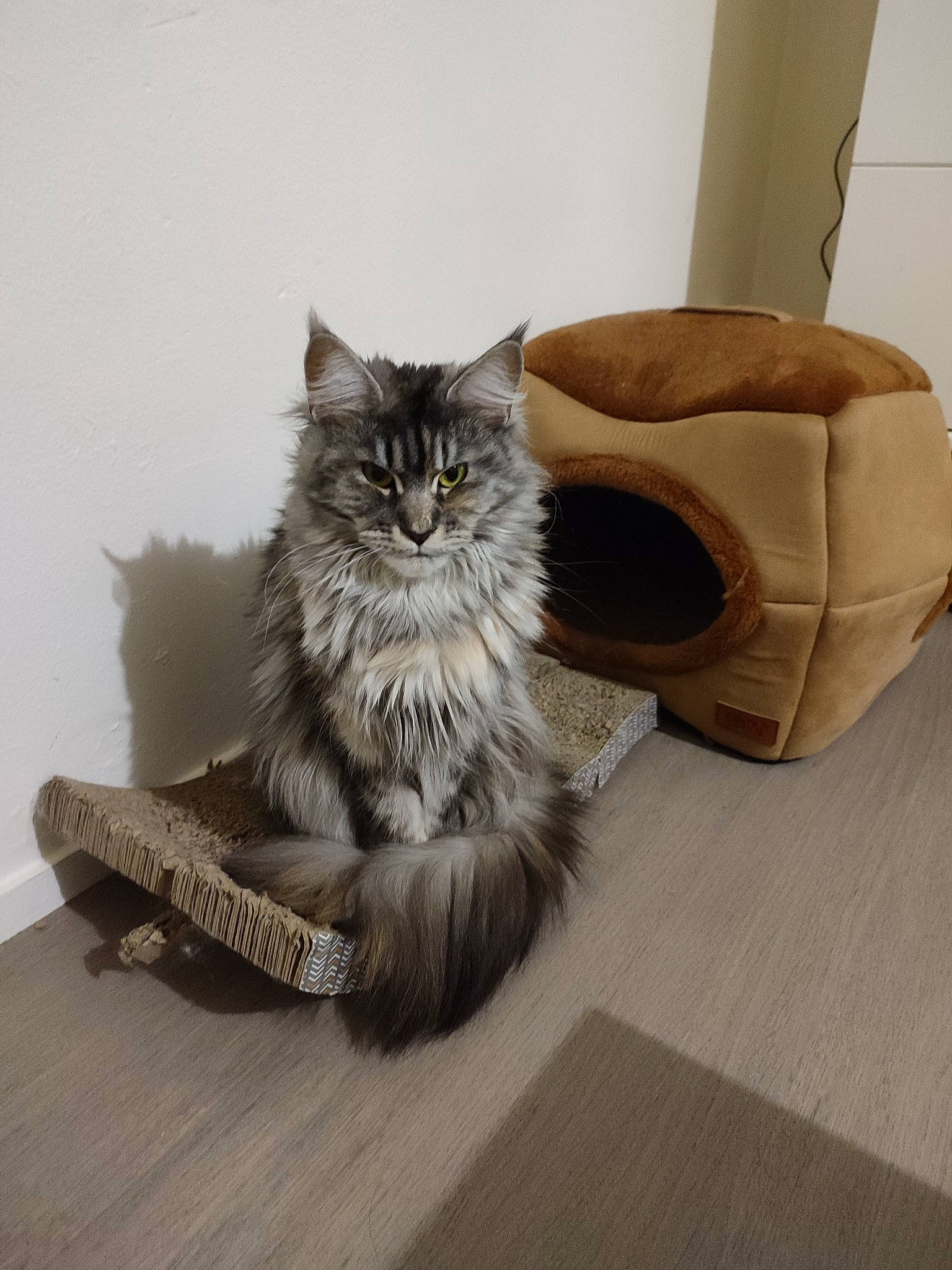 Realy a rejoint le concours — aidez-le/la à gagner de superbes lots ! carnivore, cat, comfort, domestic_short_haired_cat, fawn, felidae, floor, flooring, fur, grey, hardwood, human_leg, laminate_flooring, paw, small_to_medium_sized_cats, snout, tail, whiskers, wood, wood_flooring