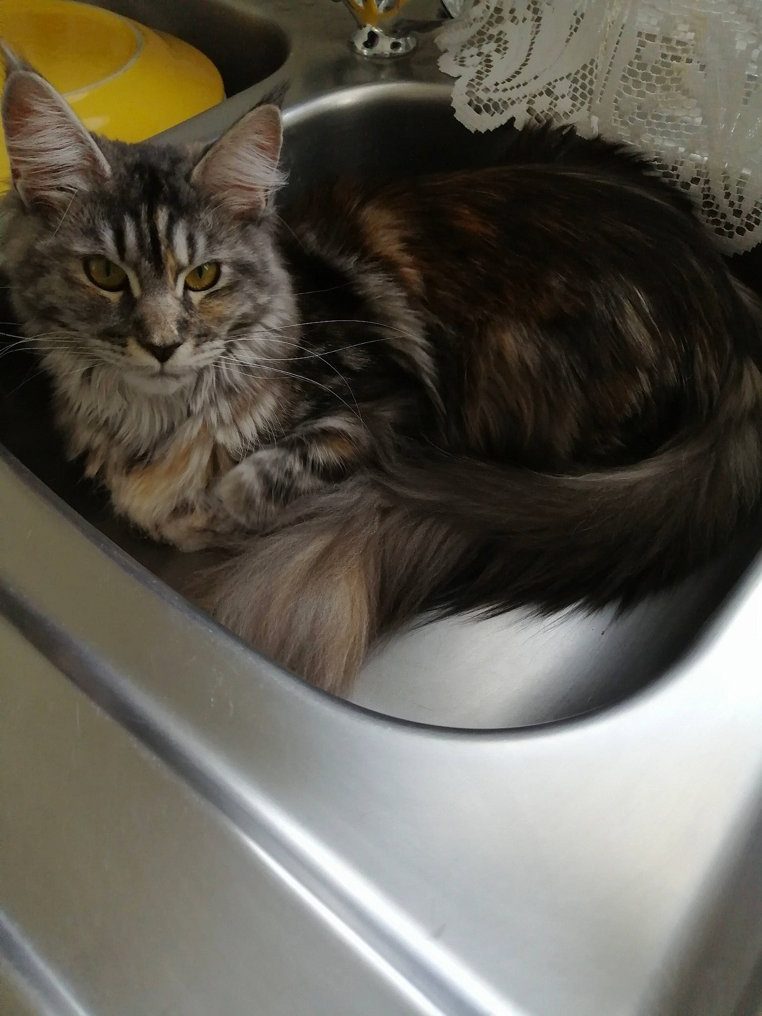 Realy participe au concours pour gagner de l'argent avec cette photo : animal_shelter, box, carnivore, cat, cat_supply, claw, clothes_dryer, comfort, domestic_short_haired_cat, felidae, fur, grey, paw, photocopier, small_to_medium_sized_cats, washing_machine, whiskers