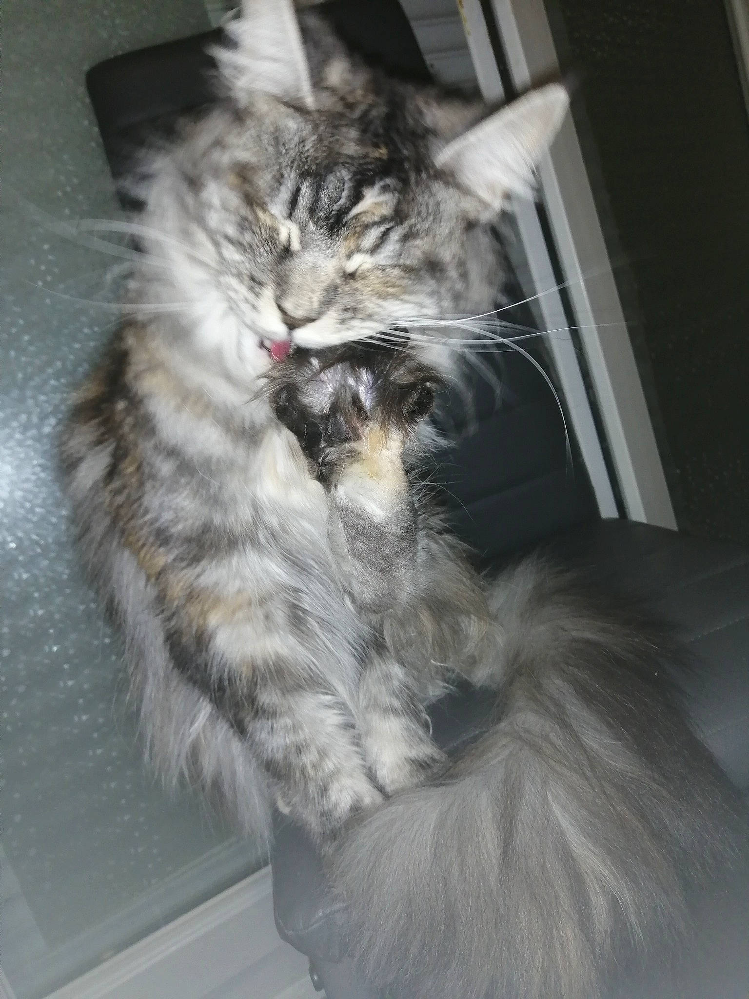 Realy a rejoint le concours — aidez-le/la à gagner de superbes lots ! box, carnivore, cat, claw, comfort, domestic_short_haired_cat, felidae, fur, grey, maine_coon, paw, small_to_medium_sized_cats, snout, tail, whiskers