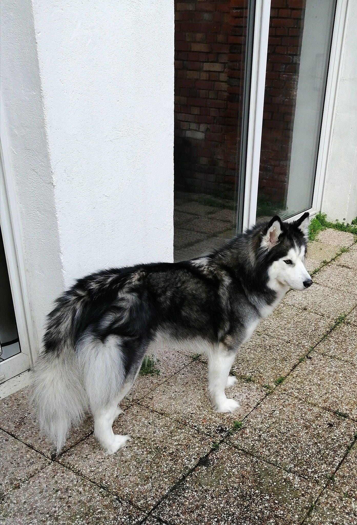 Oska a rejoint le concours — aidez-le/la à gagner de superbes lots ! ancient_dog_breeds, canidae, canis, carnivore, companion_dog, dog, dog_breed, fur, grass, herding_dog, siberian_husky, sled_dog, snout, sporting_group, tail, terrestrial_animal, working_animal, working_dog