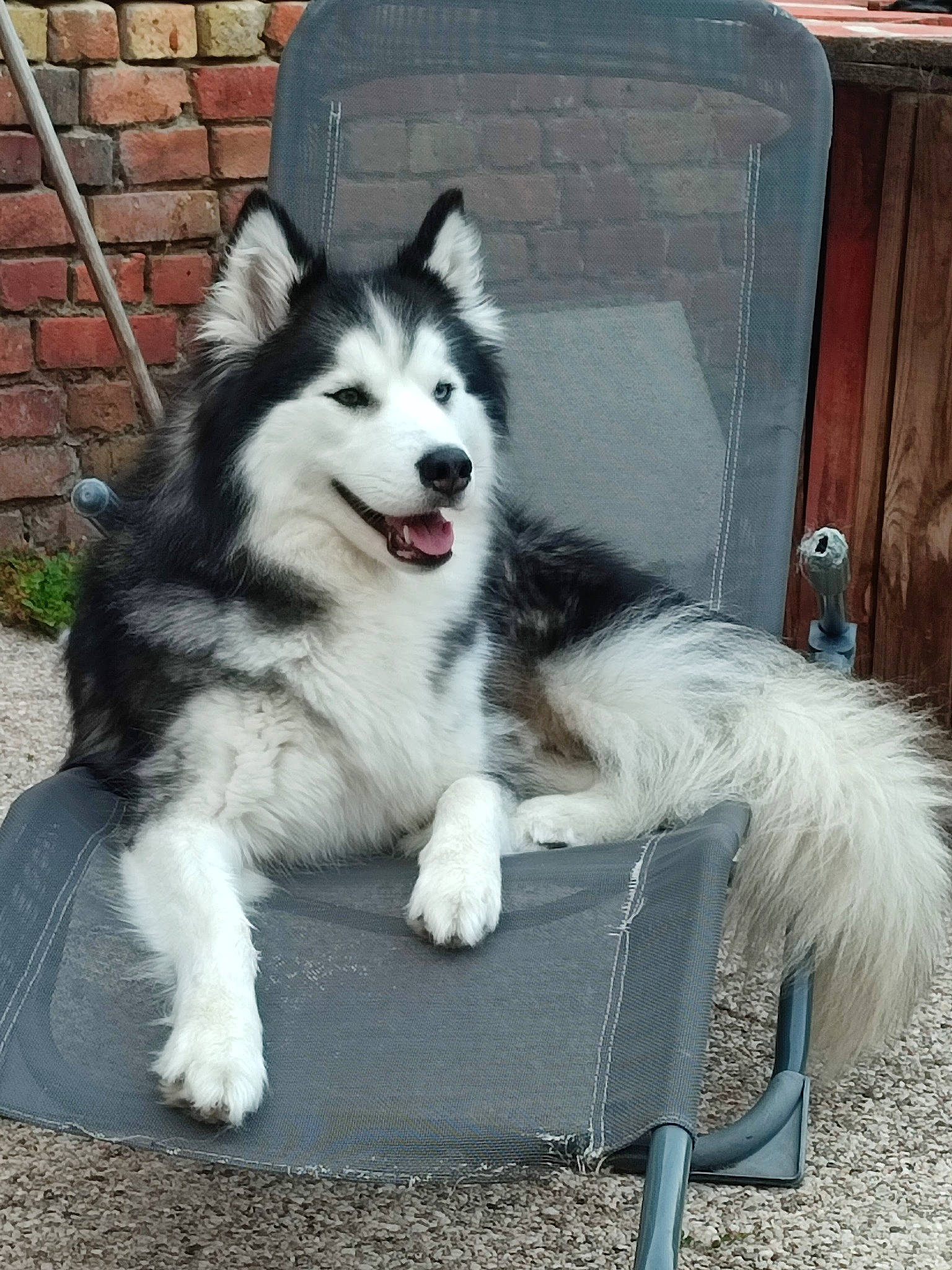 Oska participe au concours pour gagner de l'argent avec cette photo : ancient_dog_breeds, brick, brickwork, canidae, carnivore, companion_dog, dog, dog_breed, fur, herding_dog, non_sporting_group, sled_dog, sporting_group, working_animal, working_dog