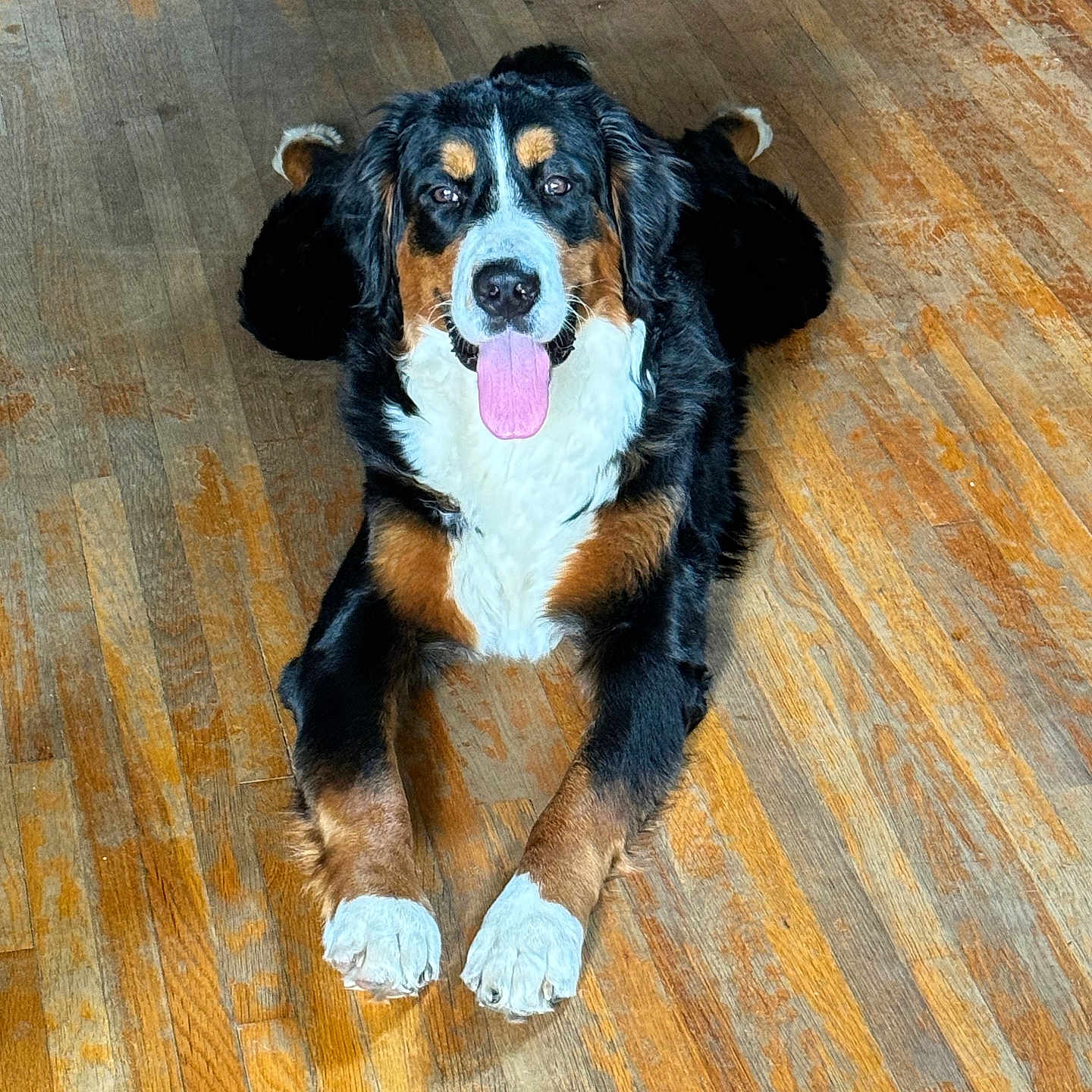 Tally Mae is registered to the contest to win money with this photo: animal, ball, bodypart, canine, cockerspaniel, dog, face, hardwood, head, hound, indoors, interiordesign, mouth, person, pet, photography, portrait, puppy, tongue, wood