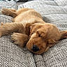 Coco a rejoint le concours — aidez-le/la à gagner de superbes lots ! puppy, dog, sleeping, cute, golden_retriever, fur, pet, indoors, blanket, cozy, resting, animal, young_dog, nap, soft_light, cute_pet, domestic_animal, close_up, adorable, relaxation