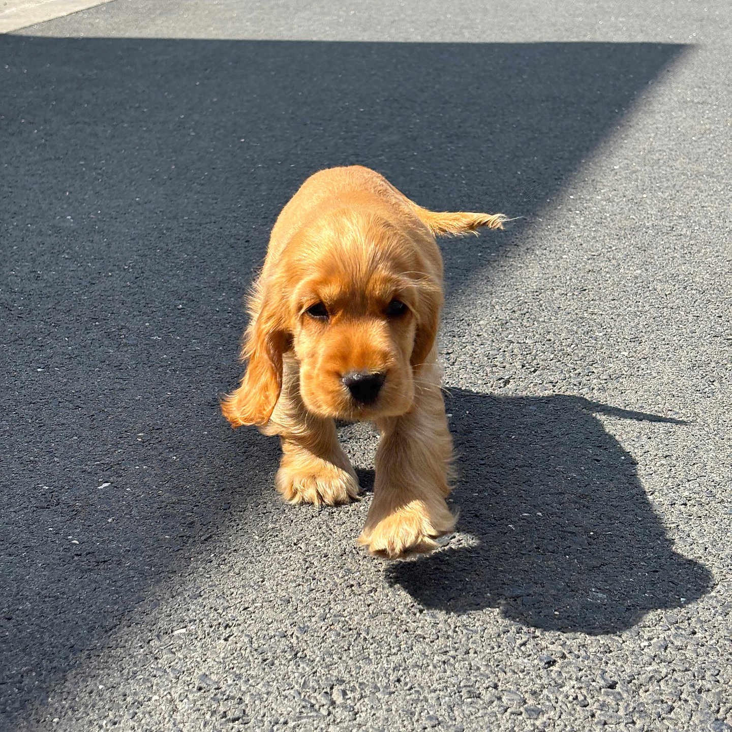 Coco a rejoint le concours — aidez-le/la à gagner de superbes lots ! puppy, dog, golden_retriever, walking, shadow, street, asphalt, sunlight, outdoor, pet, young, animal, cute, small, fur, canine, daytime, nature, adorable, playful