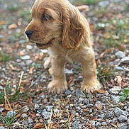 Coco participe au concours pour gagner de l'argent avec cette photo : puppy, dog, golden, fur, outdoor, grass, rocks, nature, cute, animal, young, pet, walking, small, ears, portrait, soft, brown, side_view, curious