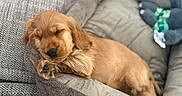 Coco a rejoint le concours — aidez-le/la à gagner de superbes lots ! puppy, dog, sleeping, bed, plush_toy, couch, cozy, cute, golden, fur, pet, resting, indoor, soft, animal, young, relaxing, napping, home, comfort