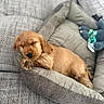 puppy, dog, sleeping, bed, plush_toy, couch, cozy, cute, golden, fur, pet, resting, indoor, soft, animal, young, relaxing, napping, home, comfort
