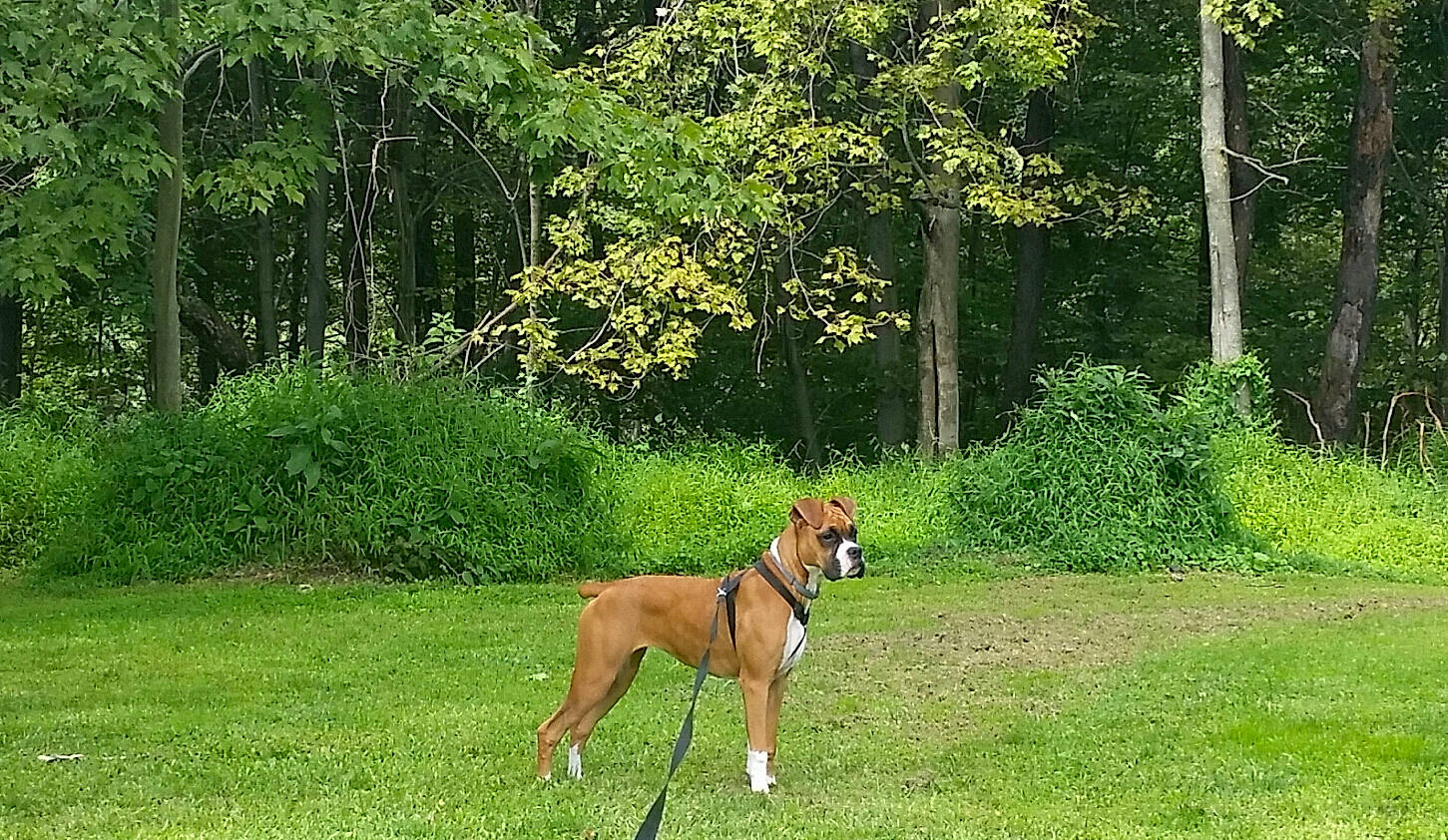 Mazie is registered to the contest to win money with this photo: canidae, carnivore, companion_dog, dog, dog_breed, dog_supply, fawn, forest, grass, grassland, landscape, meadow, pasture, plant, sporting_group, tail, terrestrial_animal, tree, woodland, working_animal