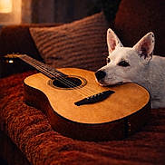 Olaf participe au concours pour gagner de l'argent avec cette photo : dog, white_dog, acoustic_guitar, instrument, couch, sofa, indoor, cozy, warm_lighting, portrait, pet, animal, pointed_ears, lying_down, relaxed, home, cushions, brown, music, photography