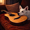 dog, white_dog, acoustic_guitar, instrument, couch, sofa, indoor, cozy, warm_lighting, portrait, pet, animal, pointed_ears, lying_down, relaxed, home, cushions, brown, music, photography