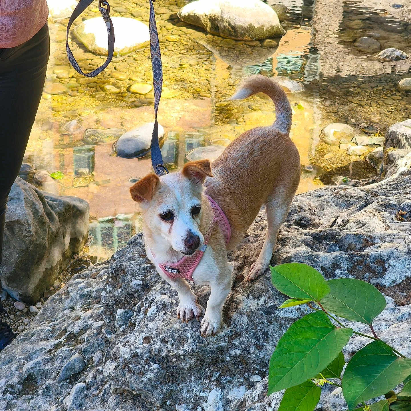 Lula participe au concours pour gagner de l'argent avec cette photo : dog, small_dog, pet, animal, pink_harness, leash, rock, stream, water, river, shoreline, nature, outdoors, greenery, leaves, stones, reflection, standing, curious, sunlight