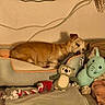 Lula a rejoint le concours — aidez-le/la à gagner de superbes lots ! dog, pet, sleeping, lying_down, dog_bed, plush_toys, stuffed_animals, toy, chewing, cozy, indoors, home, blanket, cushion, brown_dog, relaxed, animal, wall, wires, photograph