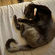 Minny is registered to the contest to win money with this photo: animal, bed, black_cat, cat, collar, cozy, cute, domestic, feline, fur, indoor, mammal, paw, pet, relaxed, resting, sheet, sleeping, tail, whiskers
