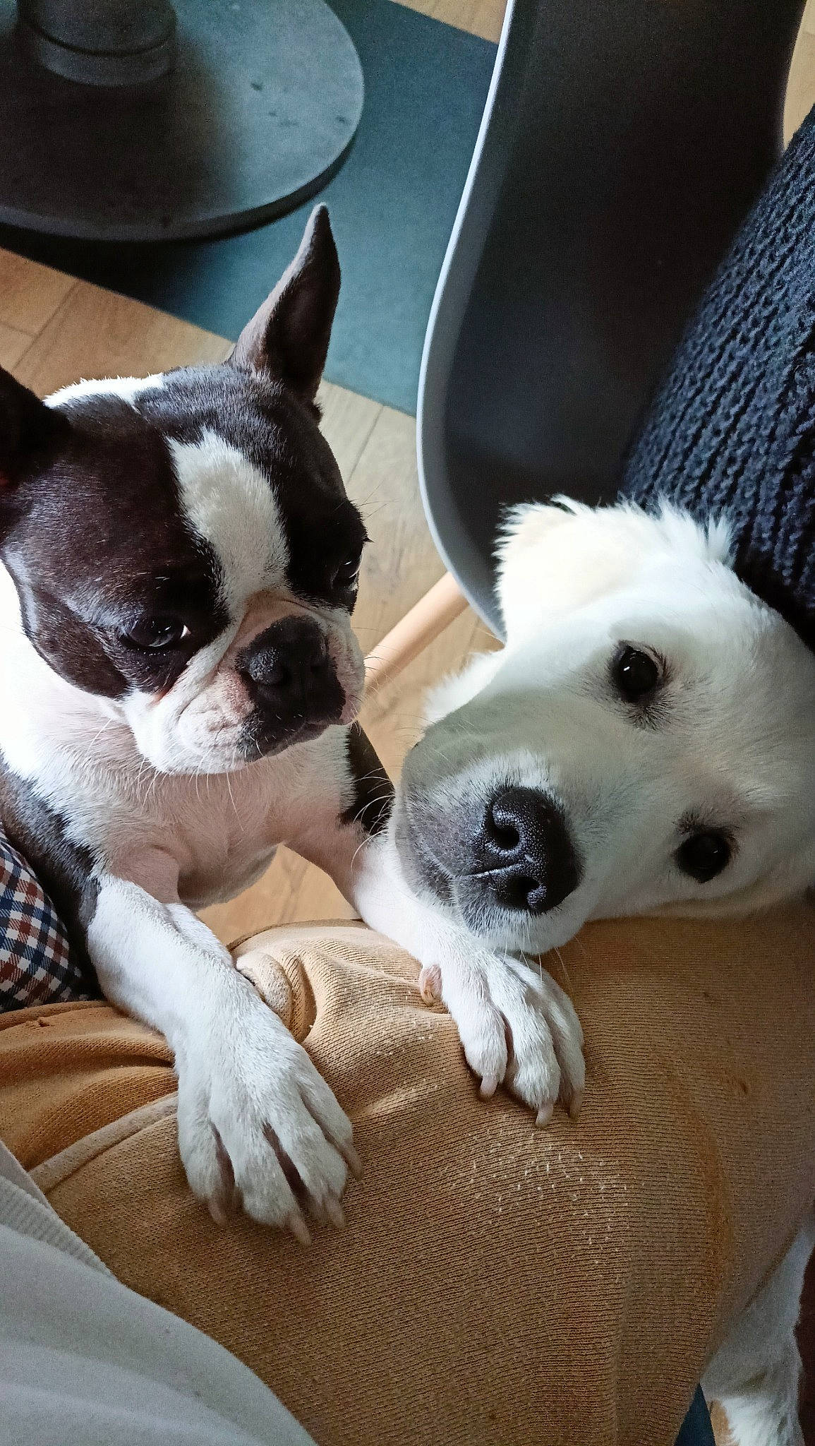 Pablo participe au concours pour gagner de l'argent avec cette photo : boston_terrier, canidae, carmine, carnivore, collar, comfort, companion_dog, dog, dog_breed, dog_collar, ear, fawn, fur, human_leg, puppy, snout, sporting_group, terrestrial_animal, whiskers, working_animal