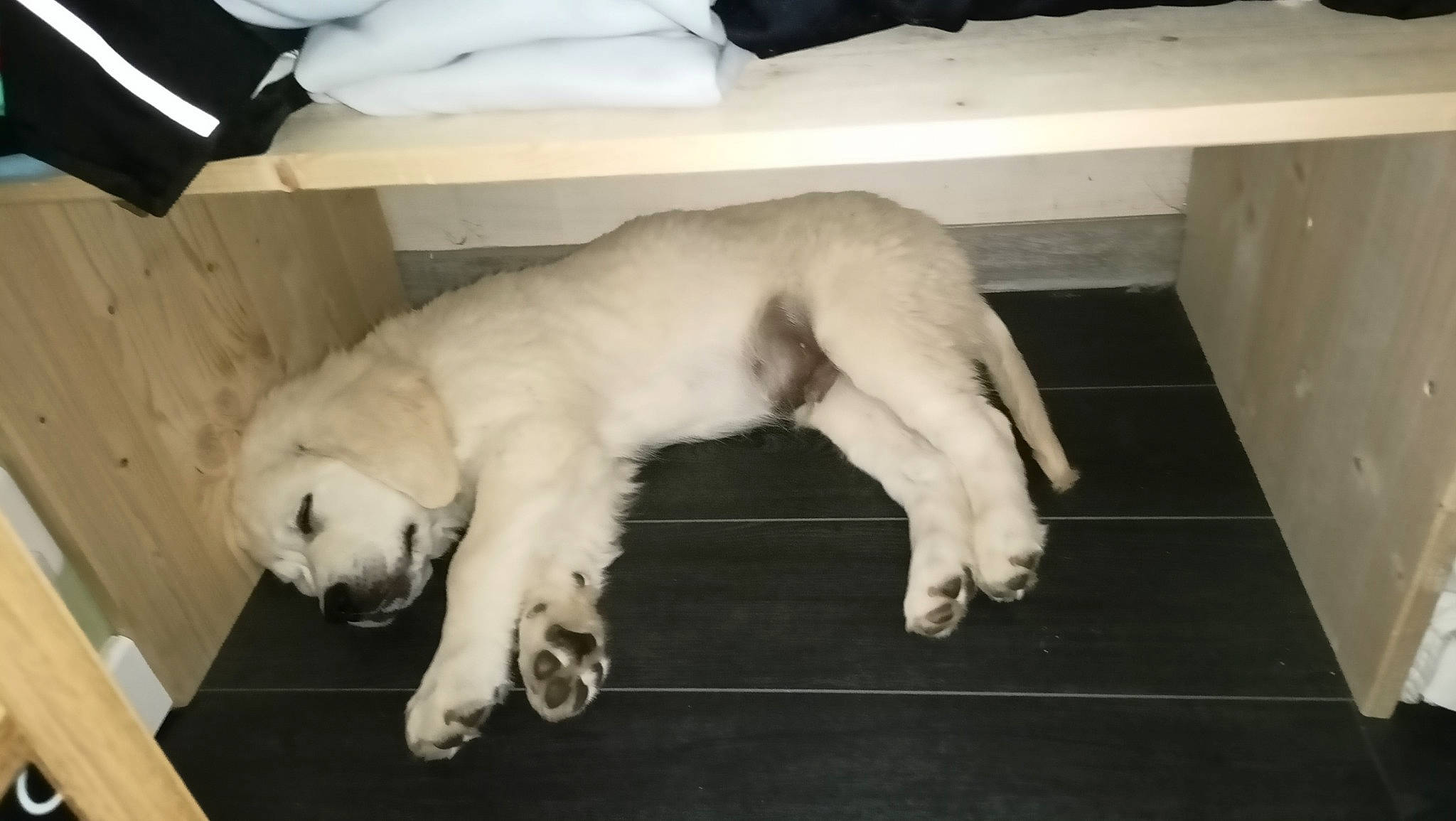 Pablo participe au concours pour gagner de l'argent avec cette photo : canidae, carnivore, comfort, companion_dog, dog, dog_breed, fawn, felidae, flooring, fur, hardwood, nap, non_sporting_group, paw, snout, sporting_group, tail, terrestrial_animal, wood, working_animal