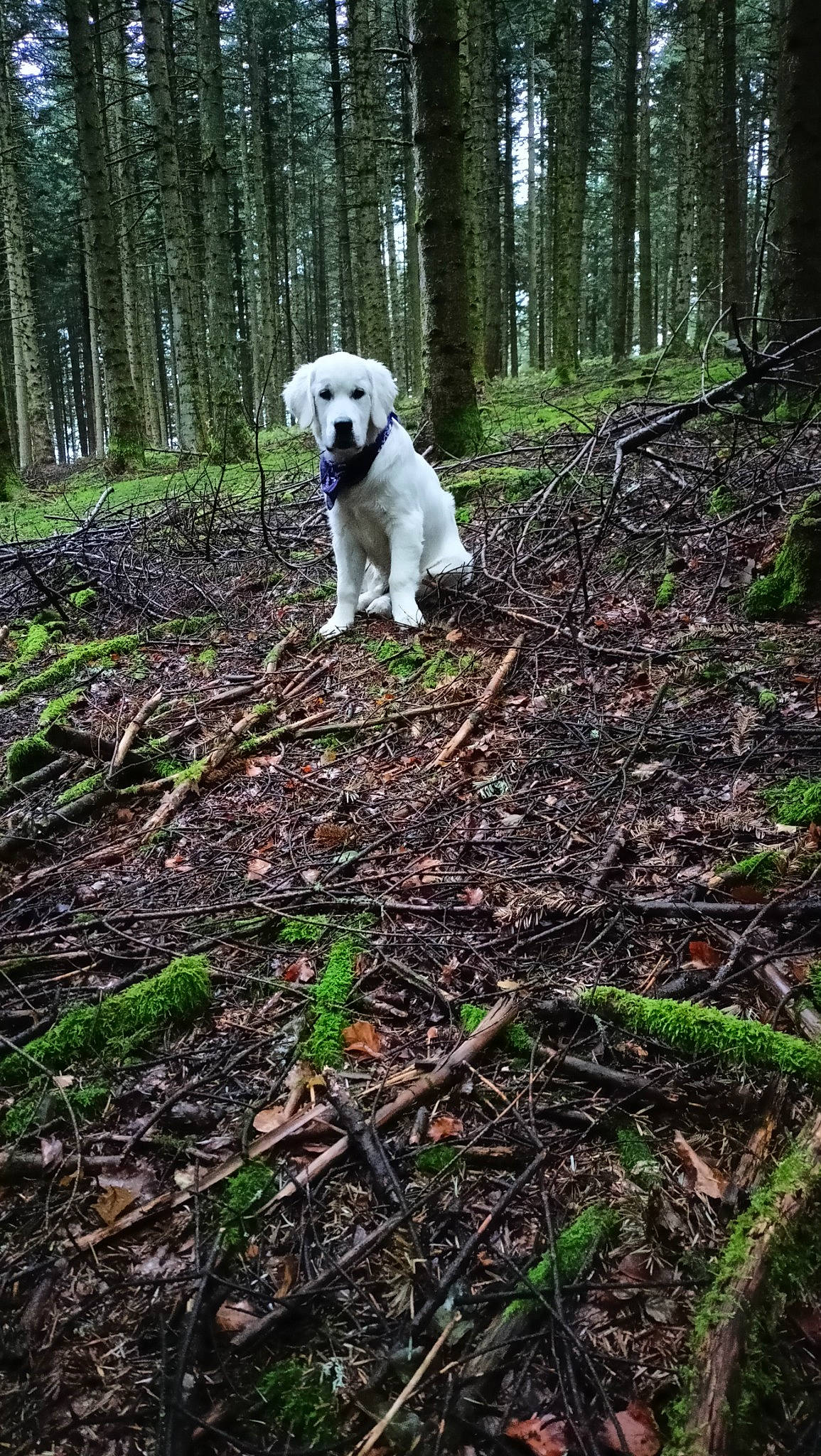 Pablo participe au concours pour gagner de l'argent avec cette photo : adventure, carnivore, companion_dog, dog, dog_breed, forest, grass, labrador_retriever, northern_hardwood_forest, plant, polish_tatra_sheepdog, soil, sporting_group, tail, temperate_broadleaf_and_mixed_forest, terrestrial_plant, tree, wood, woodland, working_animal