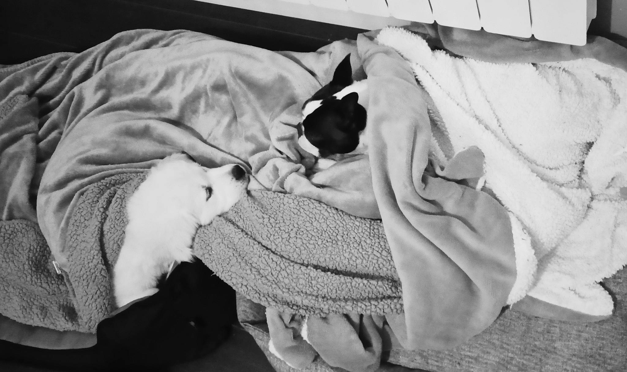 Pablo participe au concours pour gagner de l'argent avec cette photo : bedding, black_and_white, blanket, canidae, carnivore, cat, comfort, companion_dog, fur, grey, linens, monochrome, monochrome_photography, nap, pattern, room, sleep, small_to_medium_sized_cats, style, textile