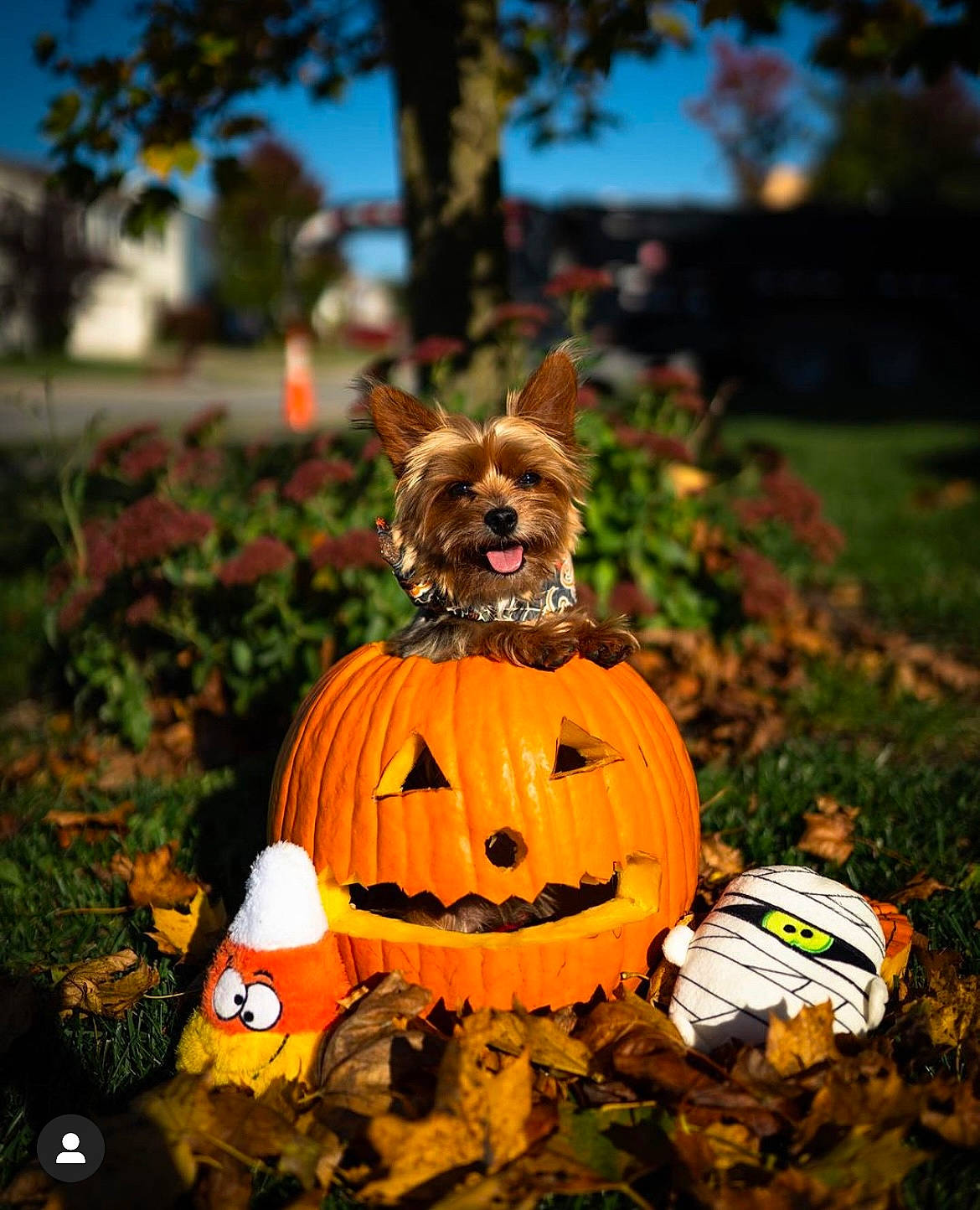 Trooper joined the competition — help win amazing prizes! calabaza, canidae, carnivore, costume_accessory, dog, dog_breed, dog_clothes, dog_supply, fictional_character, figurine, lawn_ornament, orange, produce, pumpkin, small_terrier, toy, trick_or_treat, vegetable, winter_squash, witch_hat