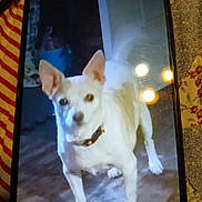 Lacie is registered to the contest to win money with this photo: dog, small_dog, white_fur, standing, portrait, phone_screen, smartphone, photograph, collar, ears, animal, pet, indoor, floor, fabric, striped_background, screen_glare, reflection, close_up, digital_display