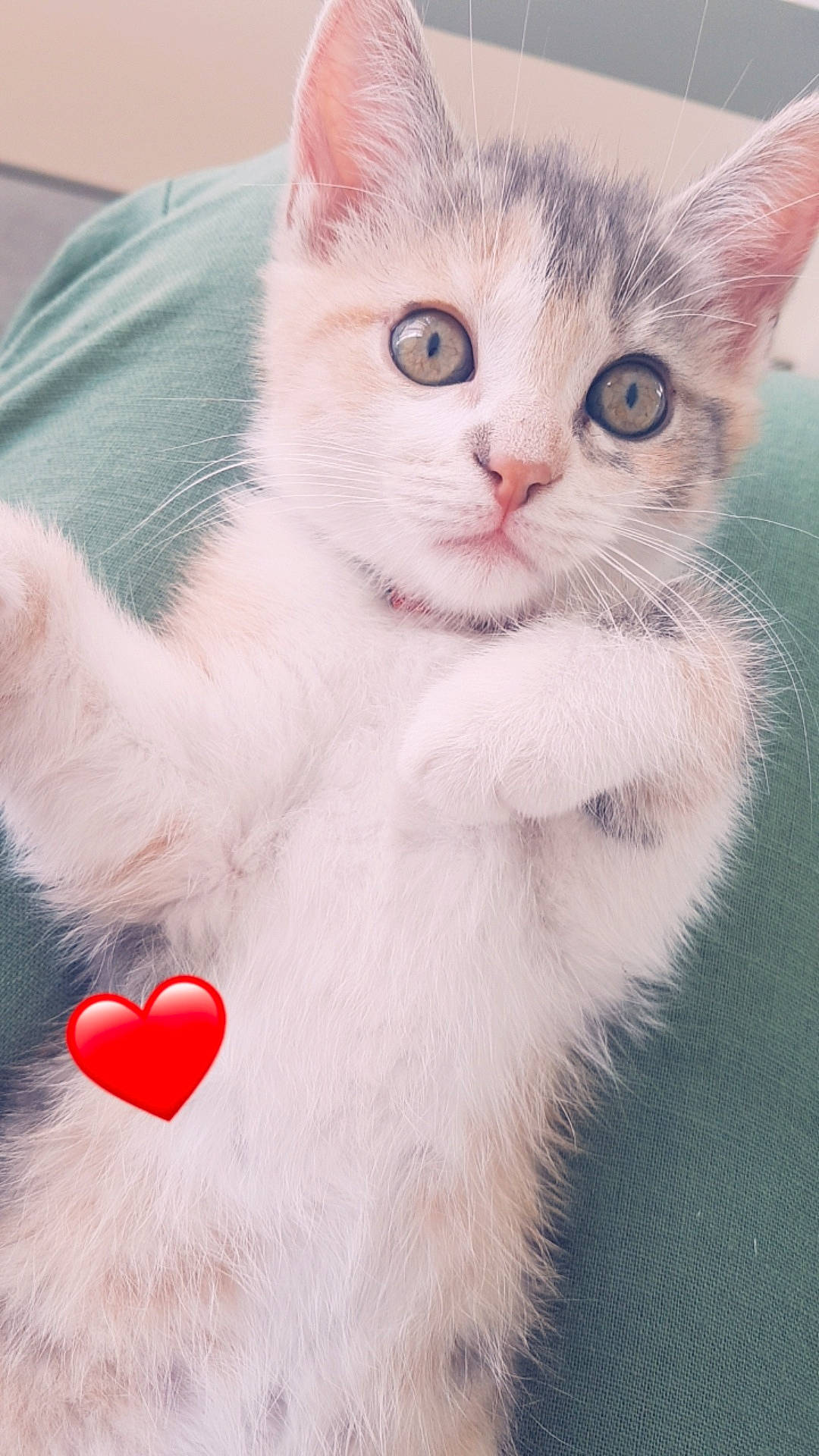 Kala a rejoint le concours — aidez-le/la à gagner de superbes lots ! aegean_cat, american_wirehair, asian, burmilla, carnivore, cat, domestic_short_haired_cat, fawn, felidae, fur, kitten, mammal, ojos_azules, paw, polydactyl_cat, small_to_medium_sized_cats, tail, turkish_angora, turkish_van, whiskers