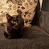 black_cat, cat, pet, animal, indoor, couch, pillow, leaf_pattern, furniture, wide_eyes, alert, fur, domestic_cat, mammal, whiskers, sitting, cozy, home, close_up, texture