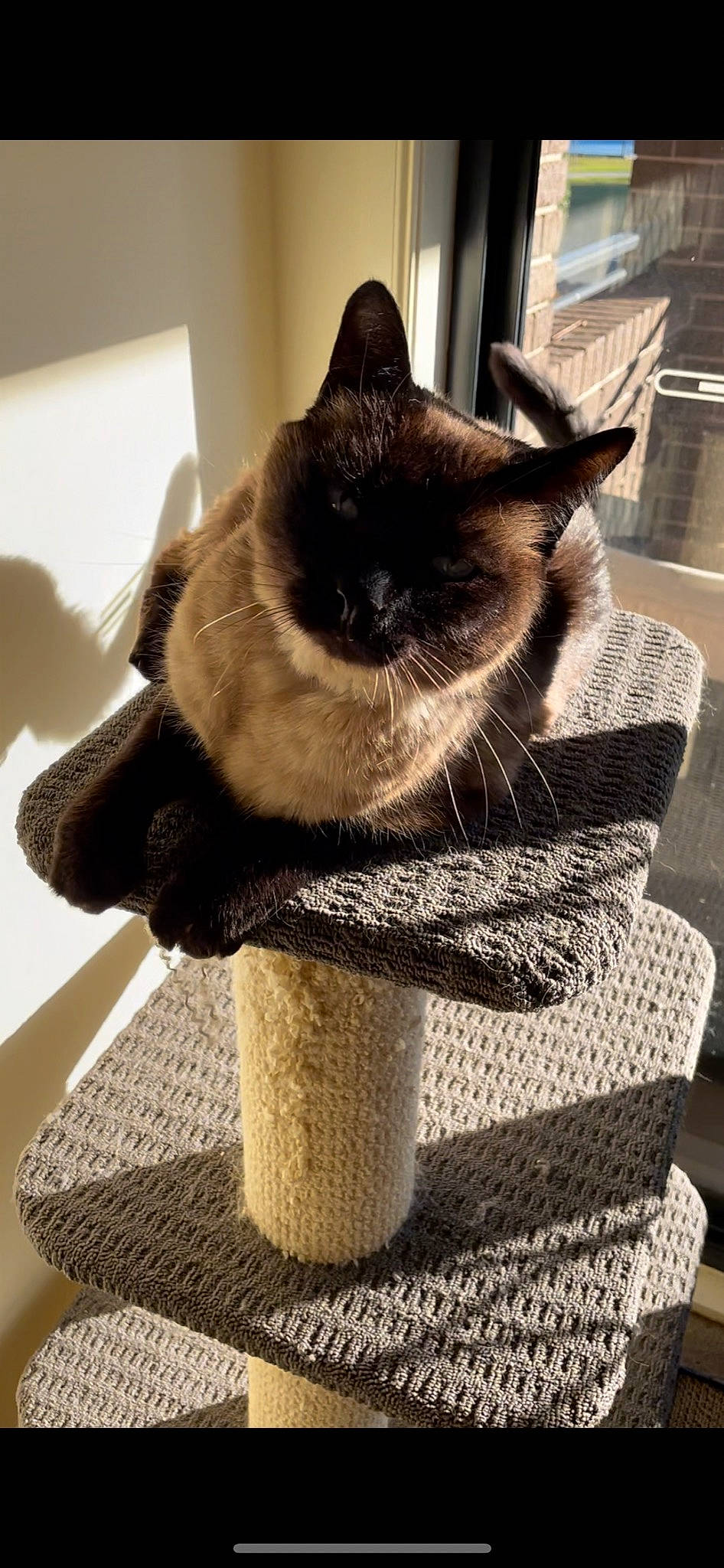 Coco is registered to the contest to win money with this photo: balinese, birman, carnivore, cat, cat_furniture, cat_supply, domestic_short_haired_cat, fashion_accessory, fawn, felidae, fur, pet_supply, plant, siamese, small_to_medium_sized_cats, snout, tail, thai, whiskers, window