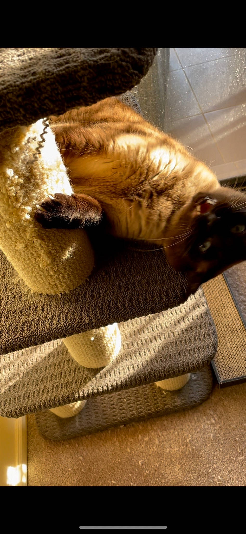 Coco is registered to the contest to win money with this photo: carnivore, cat, cat_supply, claw, comfort, companion_dog, dog_breed, domestic_short_haired_cat, fawn, felidae, flooring, fur, hardwood, human_leg, mat, small_to_medium_sized_cats, snout, tail, whiskers, wood