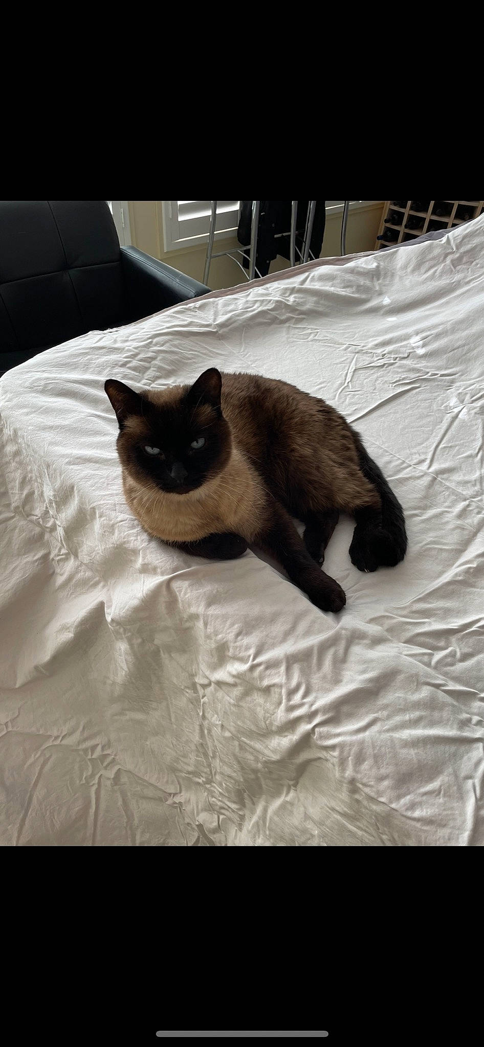Coco joined the competition — help win amazing prizes! balinese, bedding, brown, carnivore, cat, comfort, domestic_short_haired_cat, fawn, felidae, fur, linens, room, siamese, small_to_medium_sized_cats, snout, tail, thai, tints_and_shades, tonkinese, whiskers