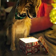 Denver is registered to the contest to win money with this photo: dog, golden_retriever, gift_box, holiday, christmas, bandana, wooden_floor, indoors, warm_lighting, curious, pet, decorations, present, festive, animal, mammal, canine, celebration, cozy, home