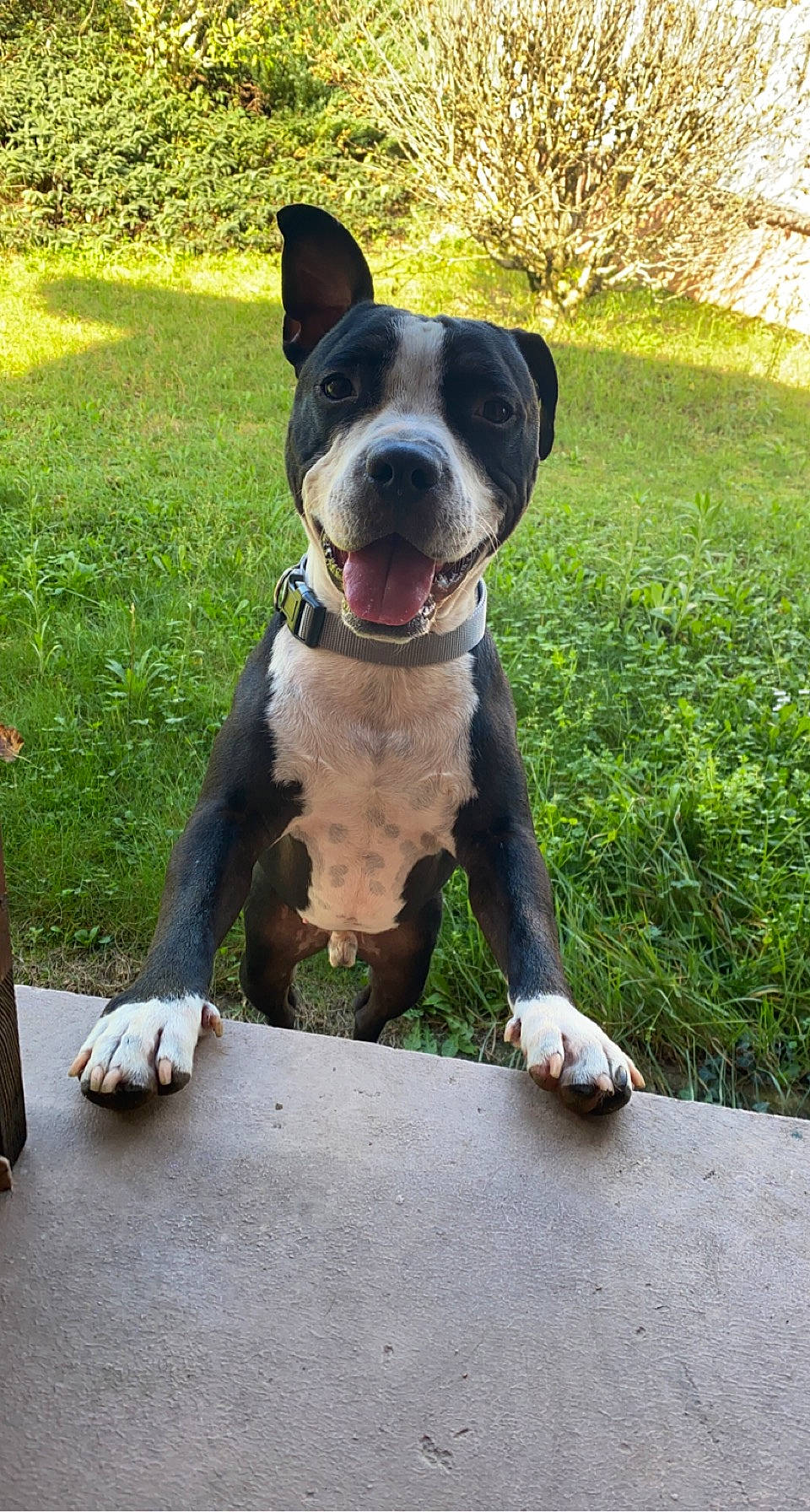 Mango a rejoint le concours — aidez-le/la à gagner de superbes lots ! ancient_dog_breeds, boston_terrier, carnivore, collar, companion_dog, dog, dog_breed, dog_collar, fawn, grass, guard_dog, molosser, non_sporting_group, plant, snout, sporting_group, tail, whiskers, working_animal, working_dog