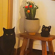 Choupette participe au concours pour gagner de l'argent avec cette photo : black_cat, cat, plush_toy, cactus, plant, pot, wooden_stool, indoor, floor, shadow, yellow_eyes, decor, home, feline, cute, stuffed_animal, green_plant, orange_flowers, wall, cozy