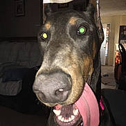 Quinn is registered to the contest to win money with this photo: dog, doberman, indoor, tongue_out, pet, animal, canine, ears_cropped, close_up, flash, green_eye_reflection, household, living_room, collar, playful, tongue, portrait, face, pet_care, domestic_animal