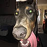 dog, doberman, indoor, tongue_out, pet, animal, canine, ears_cropped, close_up, flash, green_eye_reflection, household, living_room, collar, playful, tongue, portrait, face, pet_care, domestic_animal