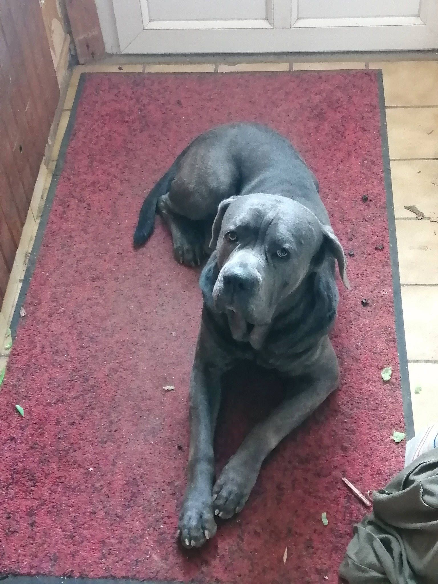 Nono participe au concours pour gagner de l'argent avec cette photo : backpack, bag, canidae, carnivore, companion_dog, dog, dog_breed, fawn, flooring, grey, guard_dog, liver, luggage_and_bags, non_sporting_group, snout, sporting_group, terrestrial_animal, whiskers, working_animal, wrinkle