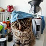 Junior participe au concours pour gagner de l'argent avec cette photo : abyssinian, animal, appliance, cat, closet, cooker, cup, cupboard, device, electricaldevice, furniture, kitten, laundry, manx, microwave, mixer, oven, pet, shelf, tin