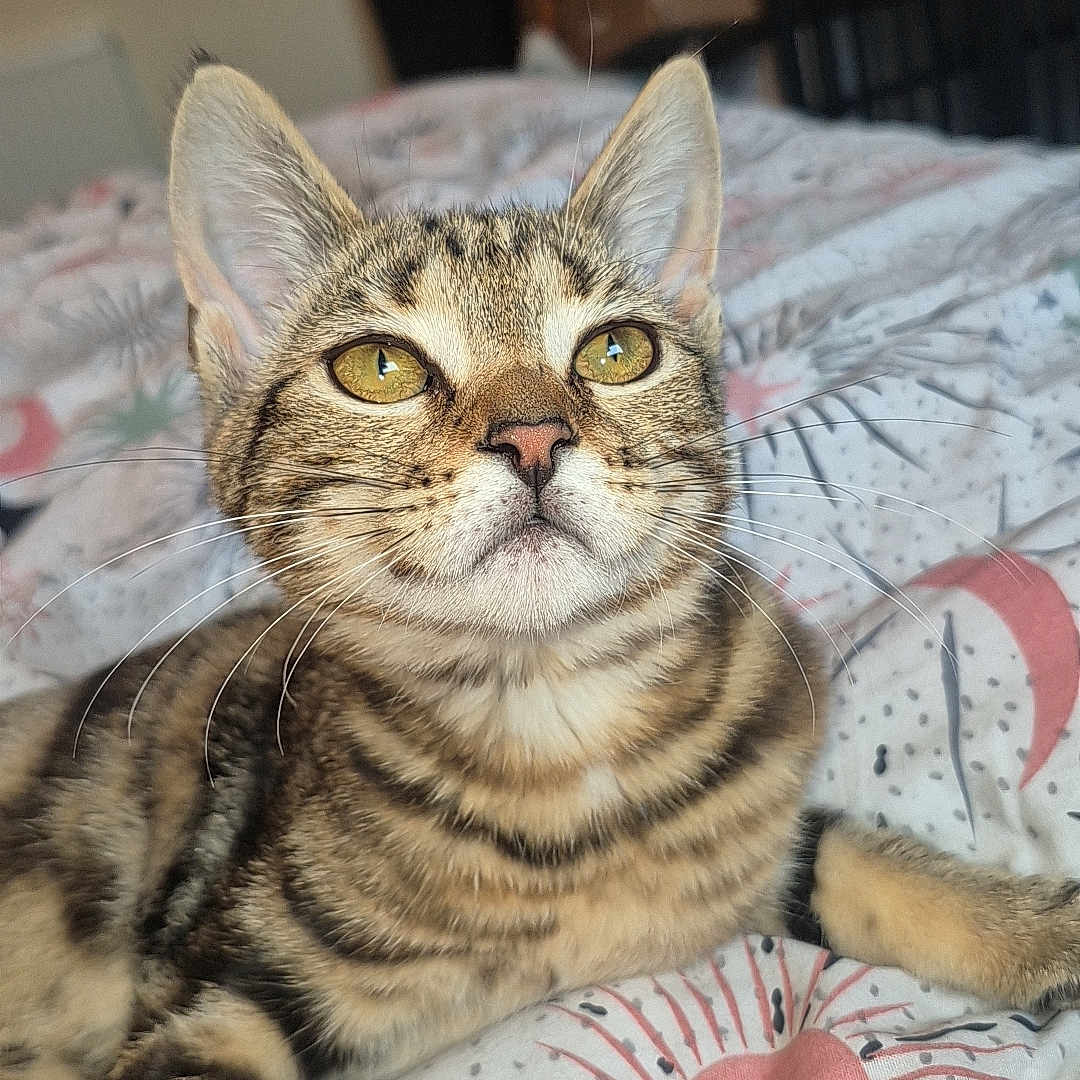 Willow is registered to the contest to win money with this photo: animal, bed, bedding, blanket, cat, closeup, comfort, cute, domestic_animal, ears, eyes, feline, fur, indoor, pattern, pet, portrait, resting, tabby_cat, whiskers