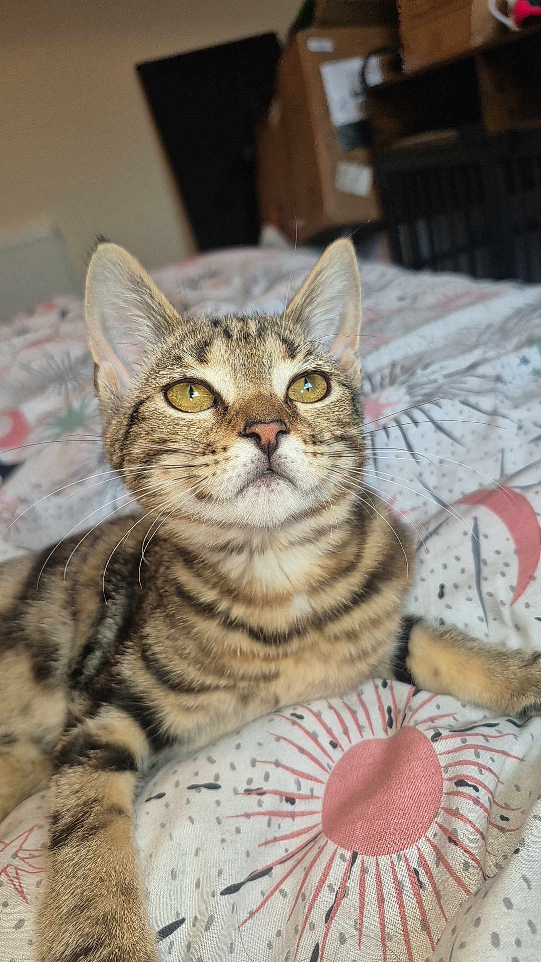 Willow is registered to the contest to win money with this photo: cat, tabby_cat, pet, indoor, bed, bedding, blanket, fur, whiskers, ears, eyes, animal, cute, domestic_animal, feline, resting, pattern, comfort, closeup, portrait