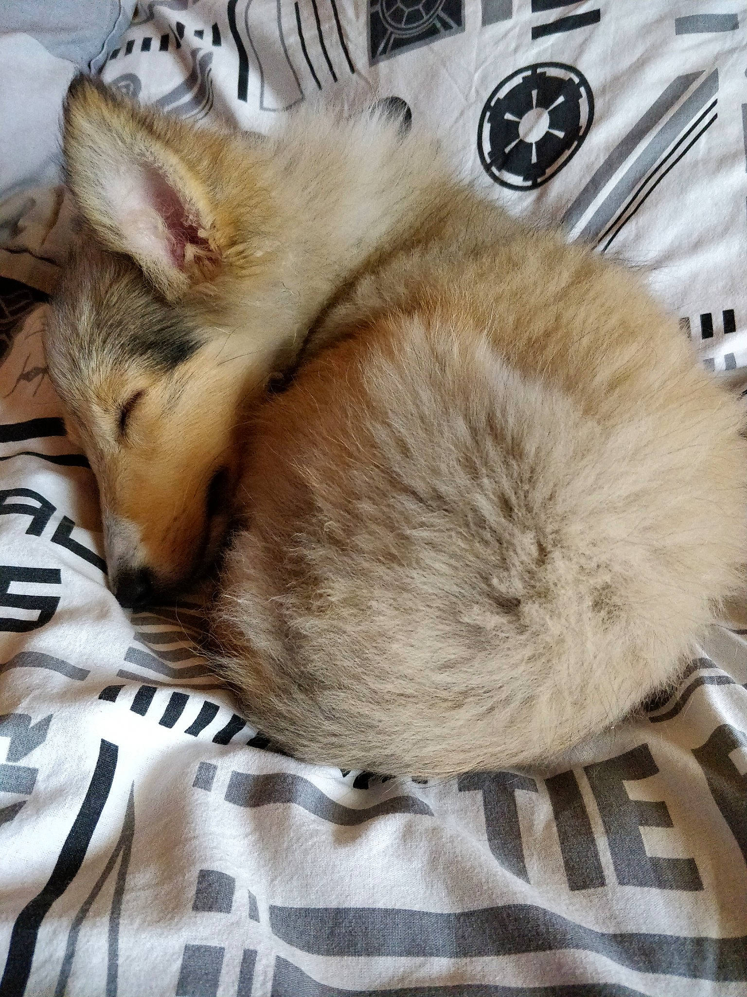 Goupix a rejoint le concours — aidez-le/la à gagner de superbes lots ! beige, carnivore, cat, ear, fawn, felidae, fur, nap, sleep, tail, whiskers