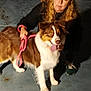 animal, brown_and_white, companion, concrete_floor, crouching, curly_hair, dog, friendly, holding, leash, looking_at_camera, night, outdoor, panting, pet, portrait, shadow, sneakers, sweater, woman