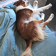 Wendy participe au concours pour gagner de l'argent avec cette photo : animal, bed, blanket, brown_and_white, canine, cozy, dog, domestic_animal, floor, fur, home, indoor, paw, pet, relaxing, resting, sleepy, stretching, tail, tile